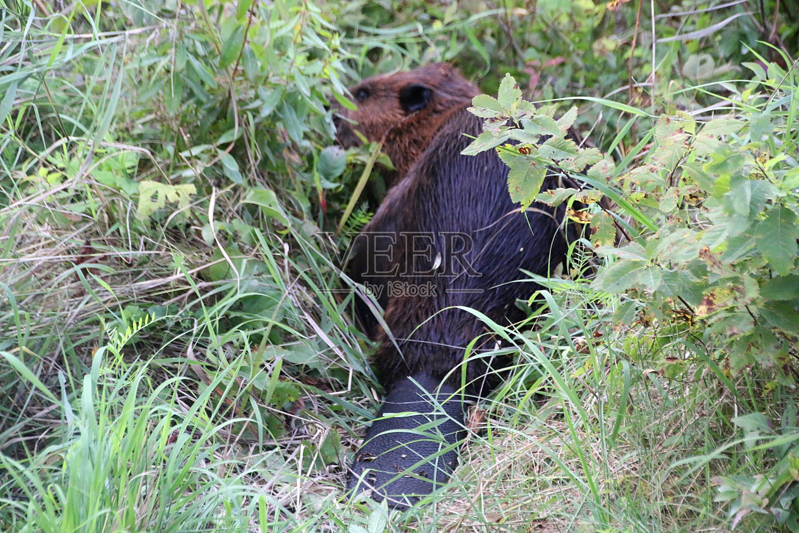 路上的海狸照片摄影图片
