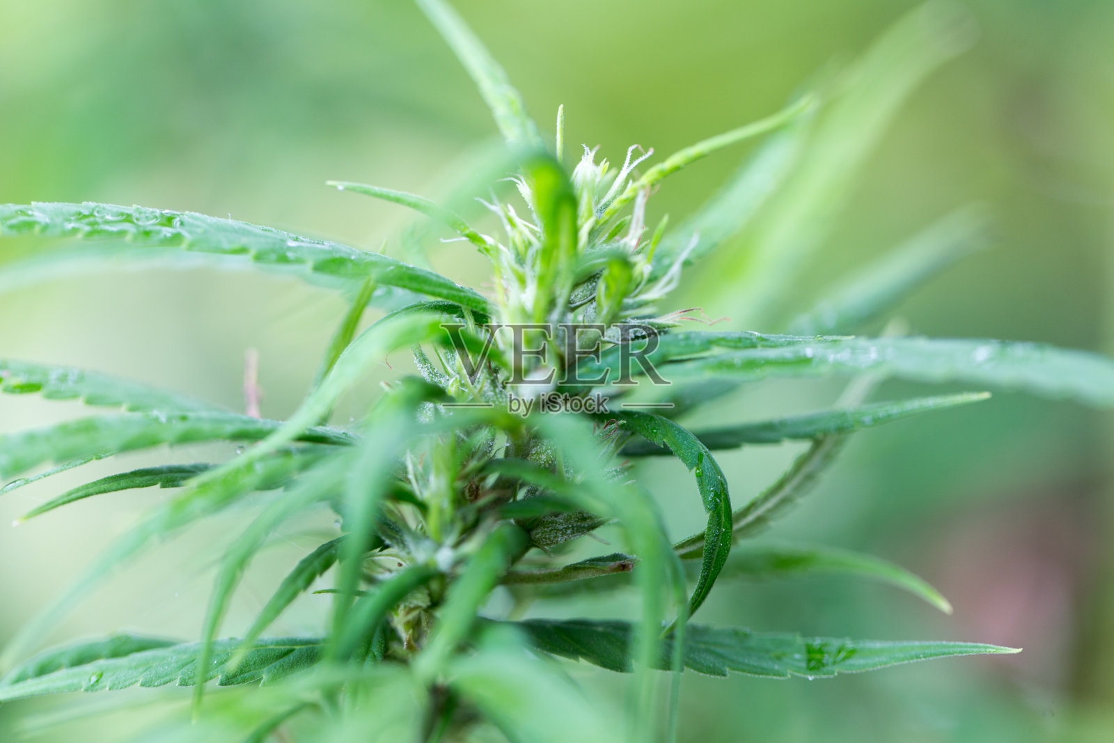 印度大麻(Cannabis indica),原名印度大麻(Cannabis sativa forma indica),是大麻科一年生植物。照片摄影图片