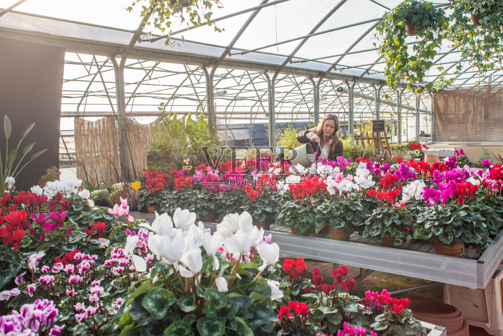 花匠在温室浇水照片摄影图片