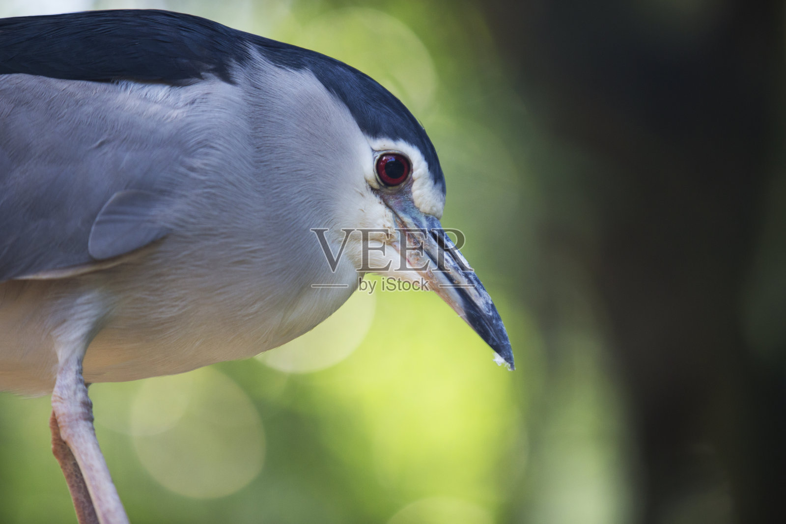 马来西亚的鸟类照片摄影图片