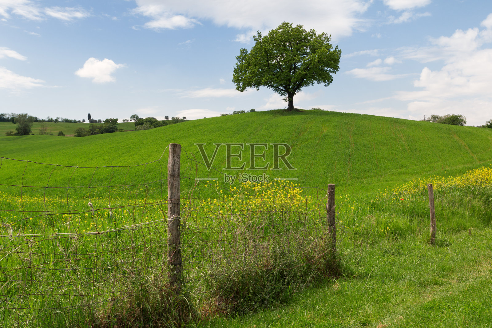 托斯卡纳的风景,美丽的青山和孤独的树春天照片摄影图片