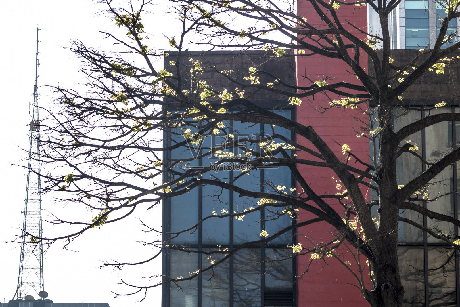 树的叶子照片摄影图片