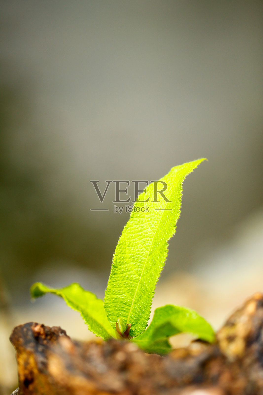 树干照片-树皮上的绿色蕨类照片摄影图片