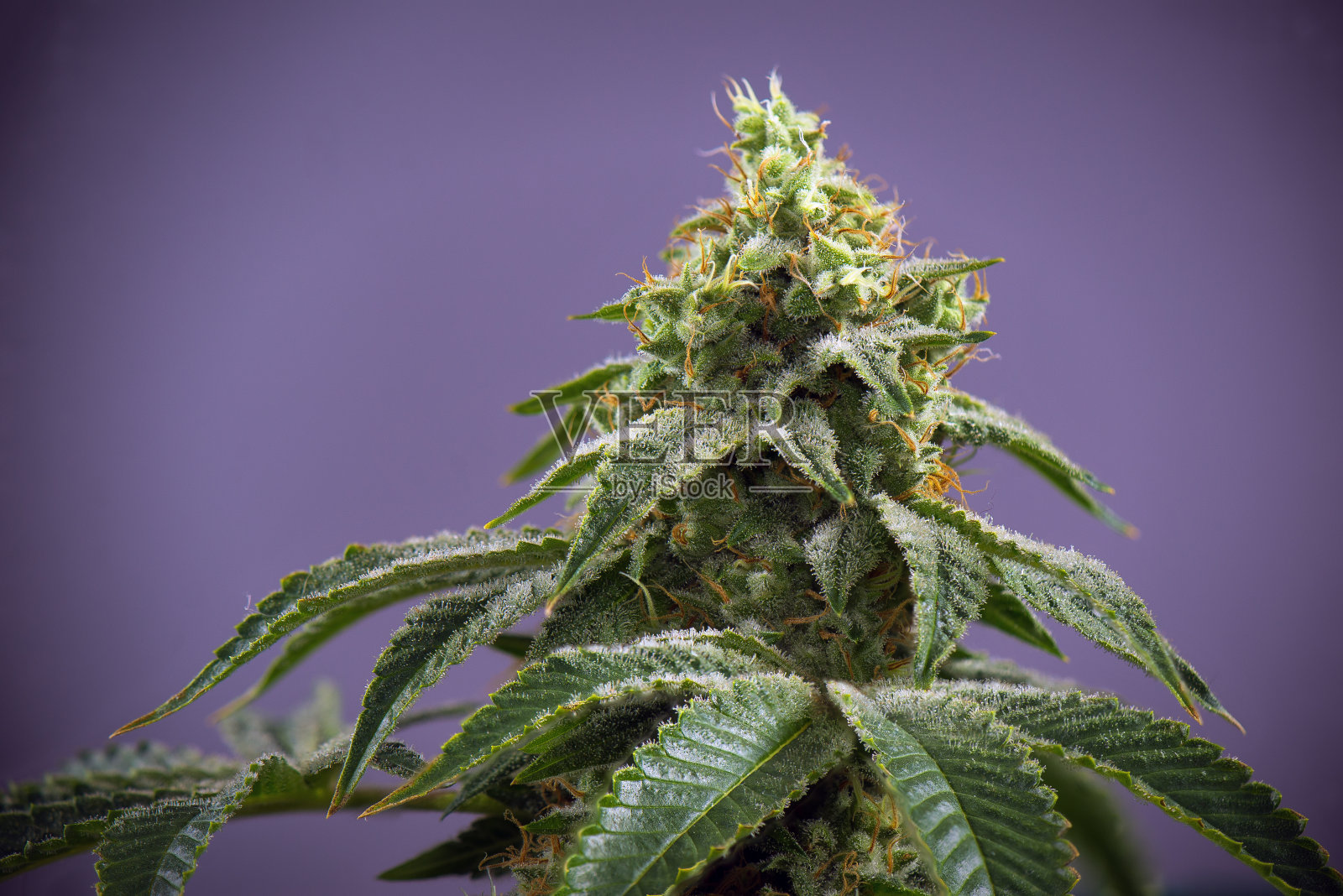 大麻可乐(火溪大麻株)在花期后期有明显的毛和叶照片摄影图片