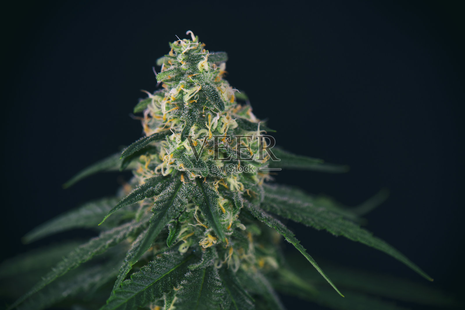 大麻可乐(绿色可卡因大麻株)有可见的毛,毛状体和叶子照片摄影图片