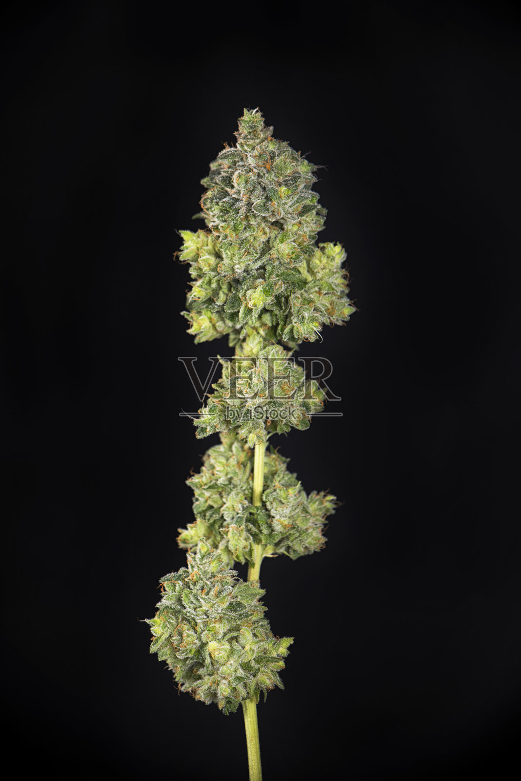 修剪过的大麻可乐(芒果大麻株)刚收获,还在茎上照片摄影图片