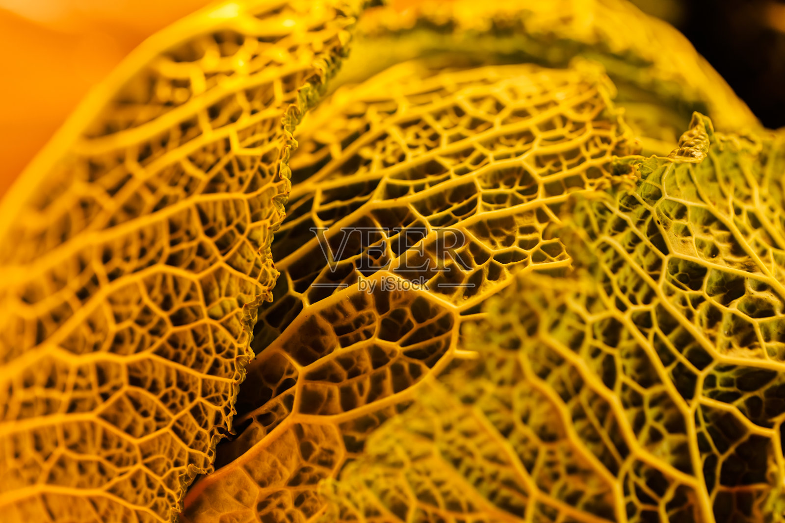 秋季蔬菜纹理照片摄影图片