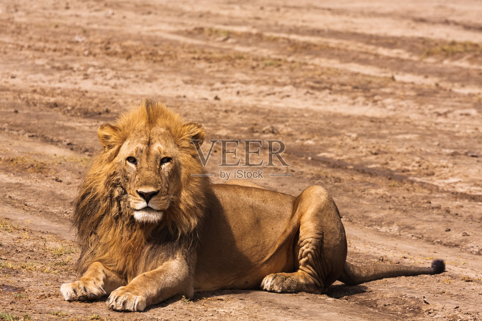 塞伦盖蒂的狮子。狮子休息。非洲坦桑尼亚照片摄影图片