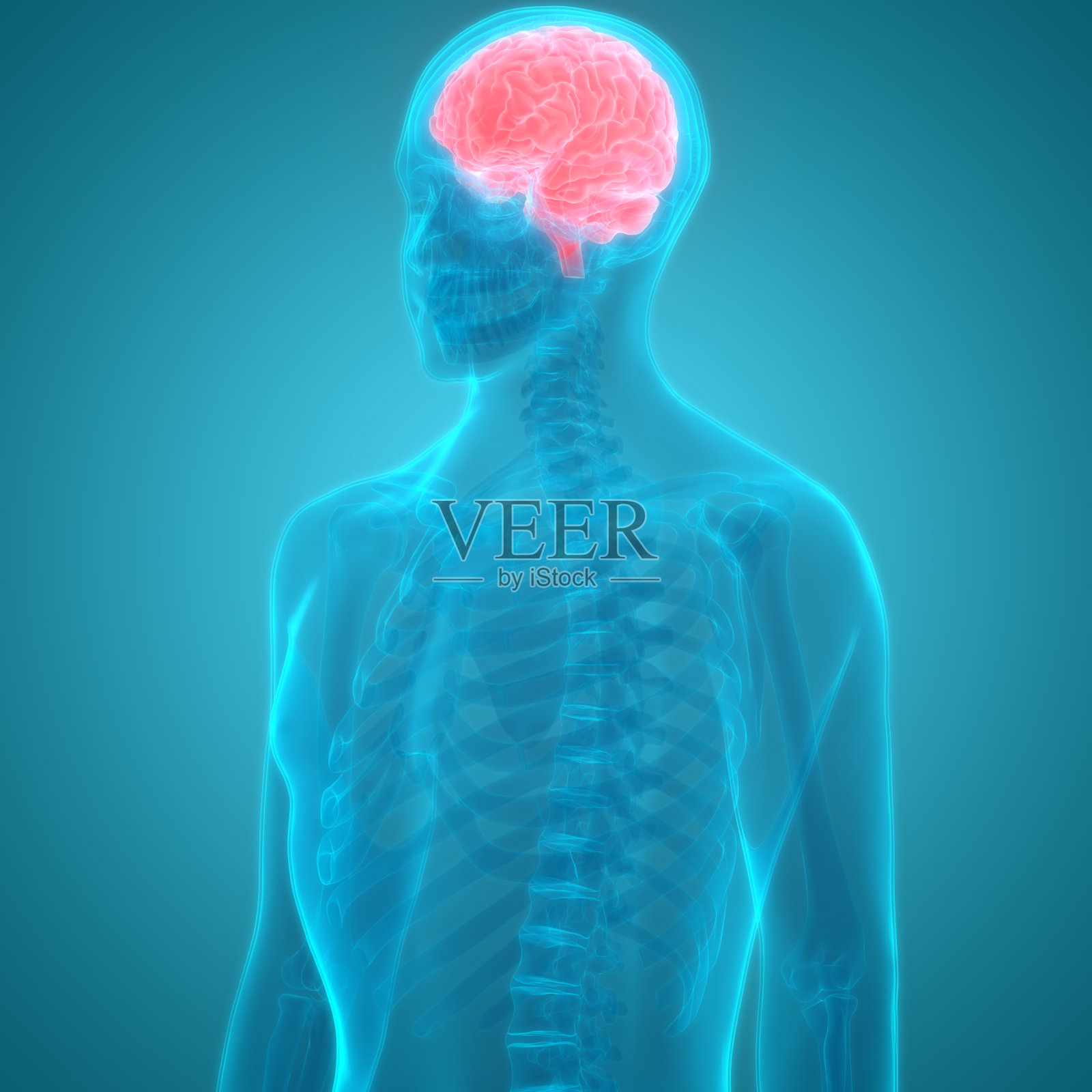 人类的大脑解剖照片摄影图片