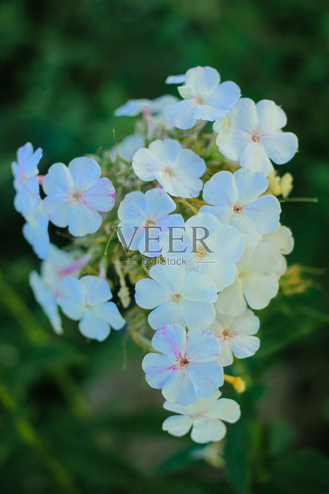 黑色背景上的一群小白花照片摄影图片