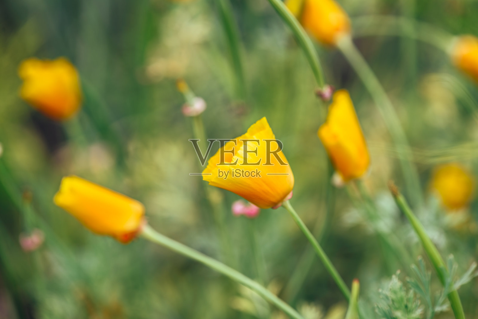 草地上的加利福尼亚罂粟。照片摄影图片