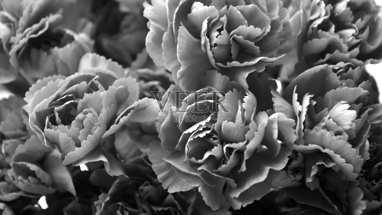 黑色和白色康乃馨照片摄影图片