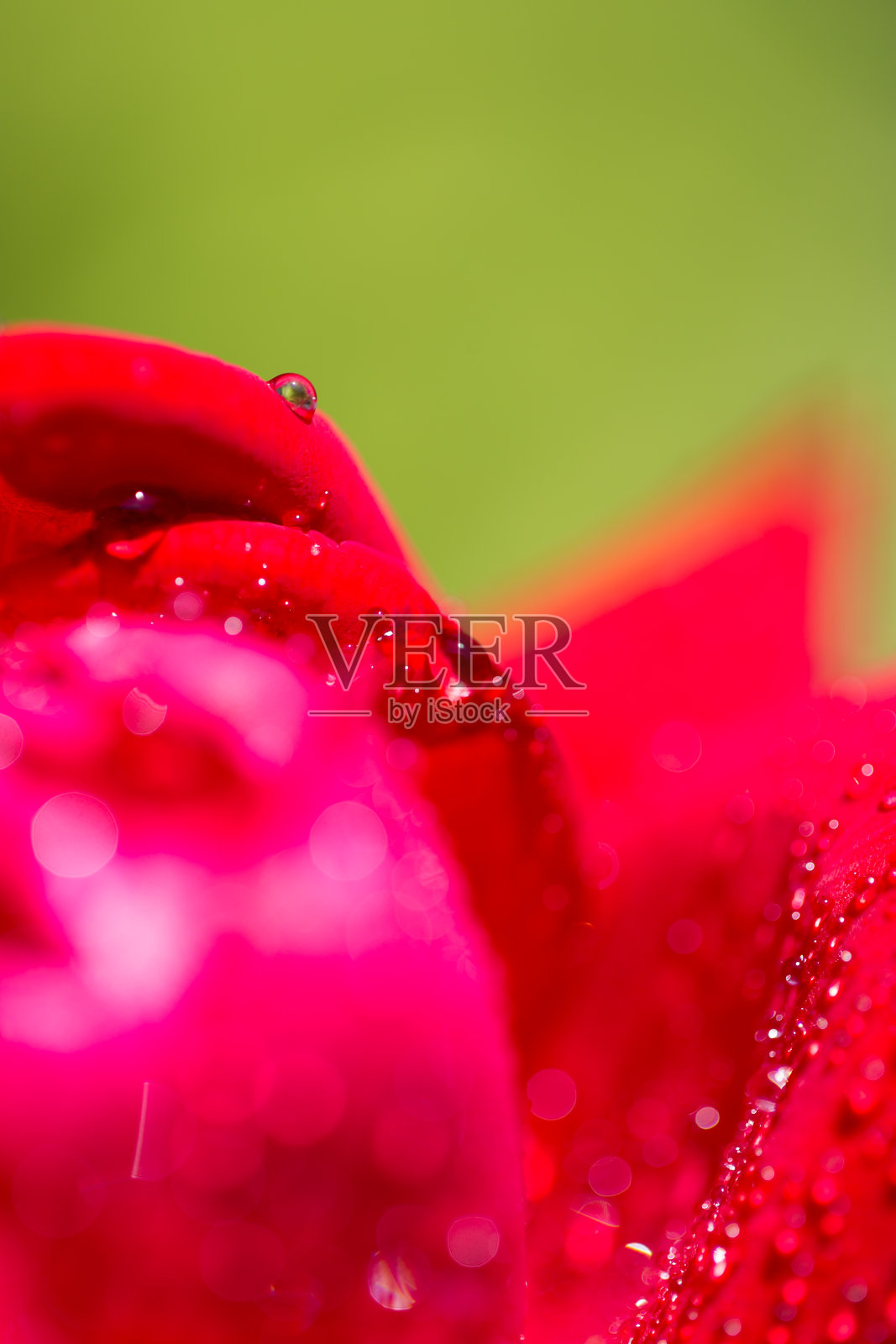 红玫瑰上的水滴照片摄影图片