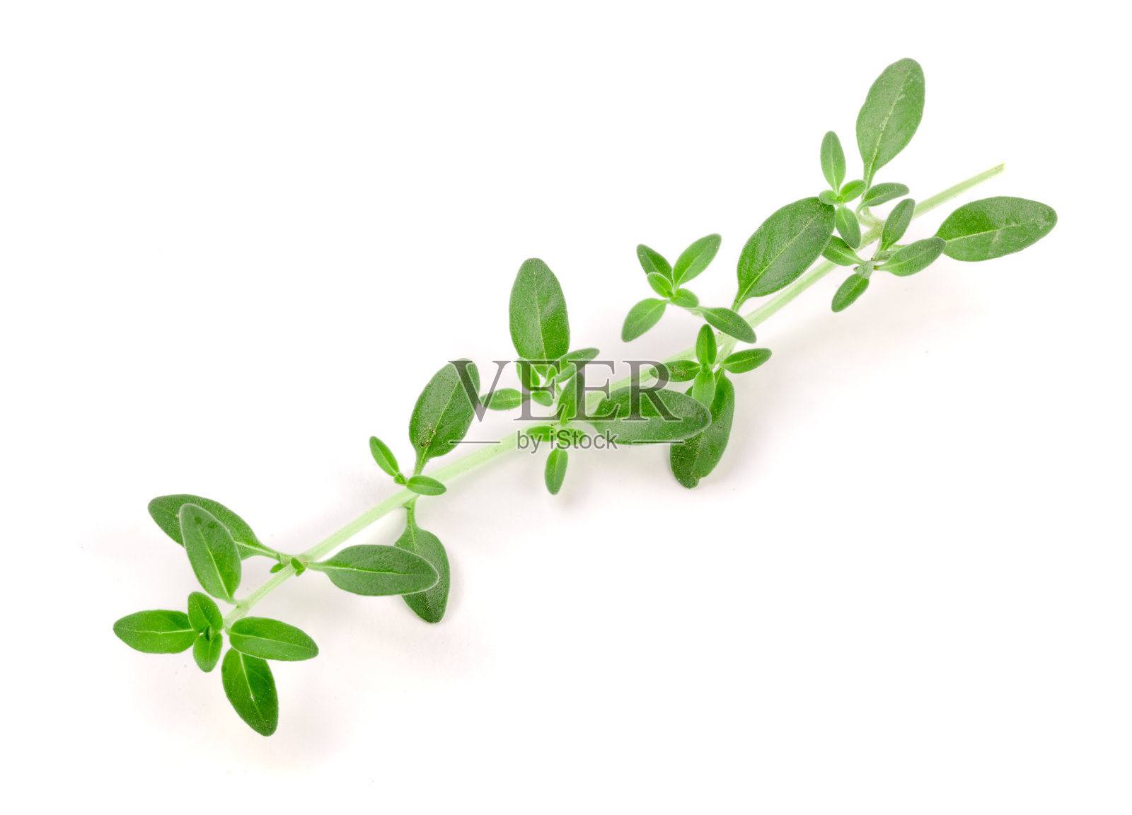 在白色背景上分离出的新鲜百里香香料照片摄影图片