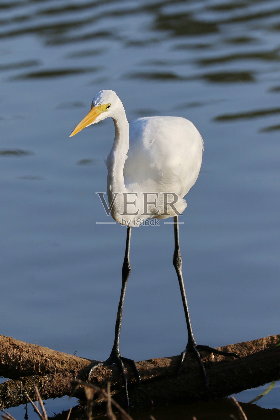 白鹭照片摄影图片