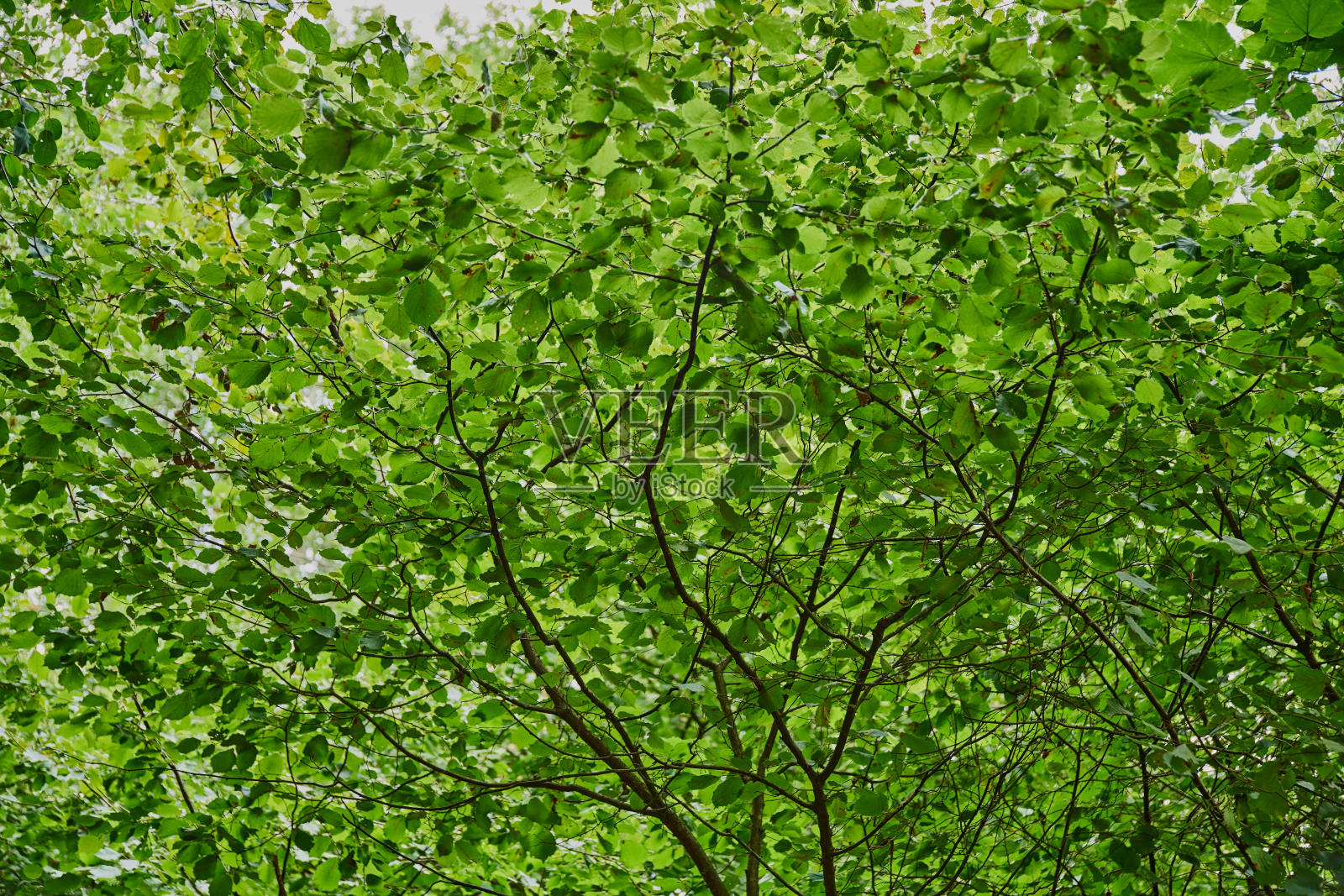 树在森林照片摄影图片