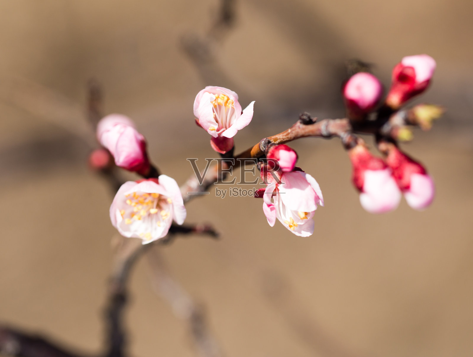 大自然中美丽的杏枝上的花朵照片摄影图片