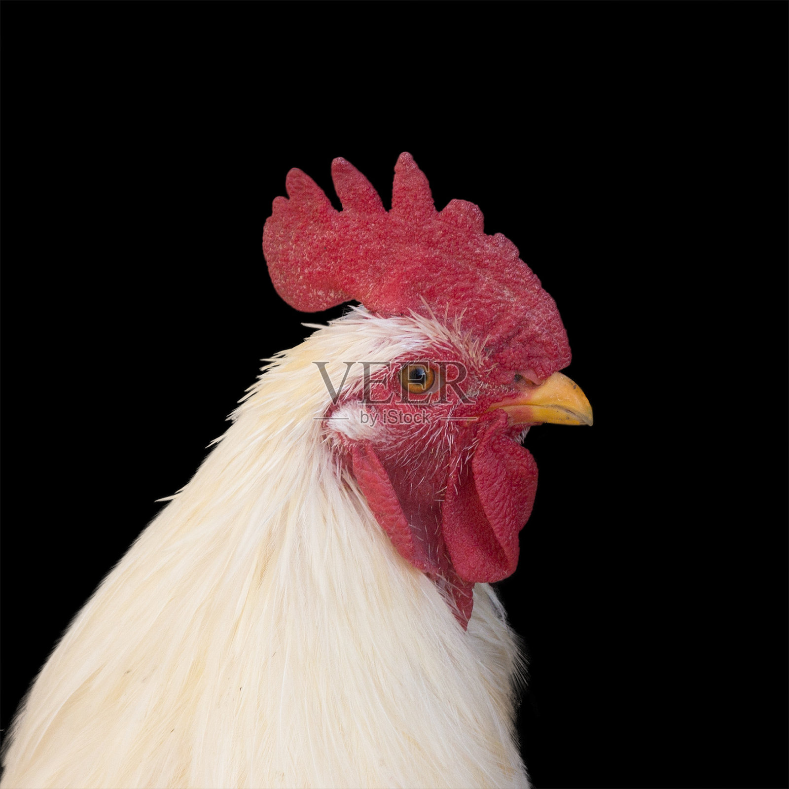 孤立在黑色背景上的白色公鸡照片摄影图片