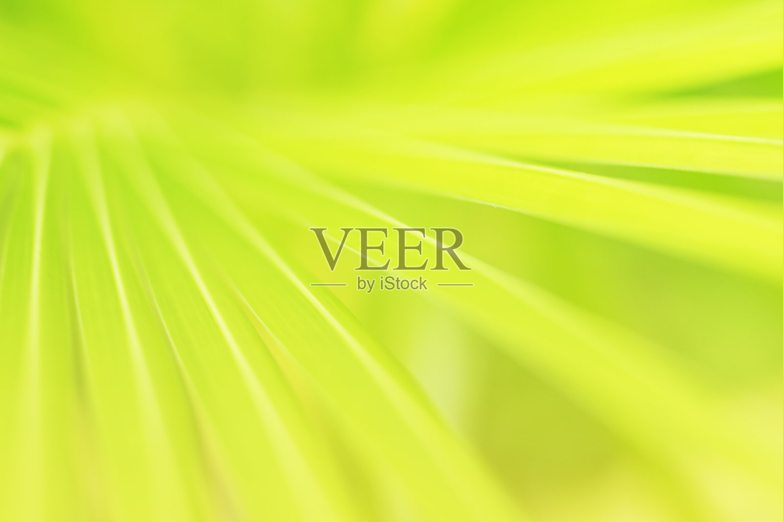 清新绿色自然背景照片摄影图片