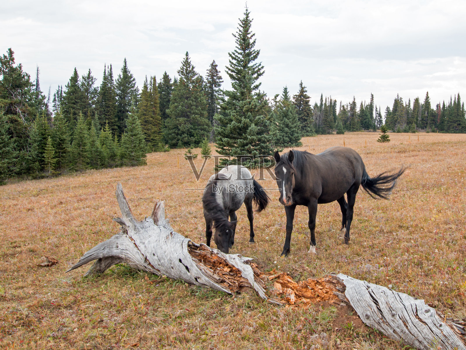 野马在美国蒙大拿州-蓝色的roan母马和黑色的牡马旁边腐烂的原木在普赖尔山野马范围照片摄影图片
