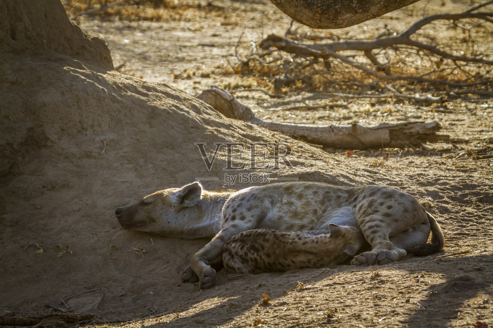 南非克鲁格国家公园的斑点鬣狗照片摄影图片