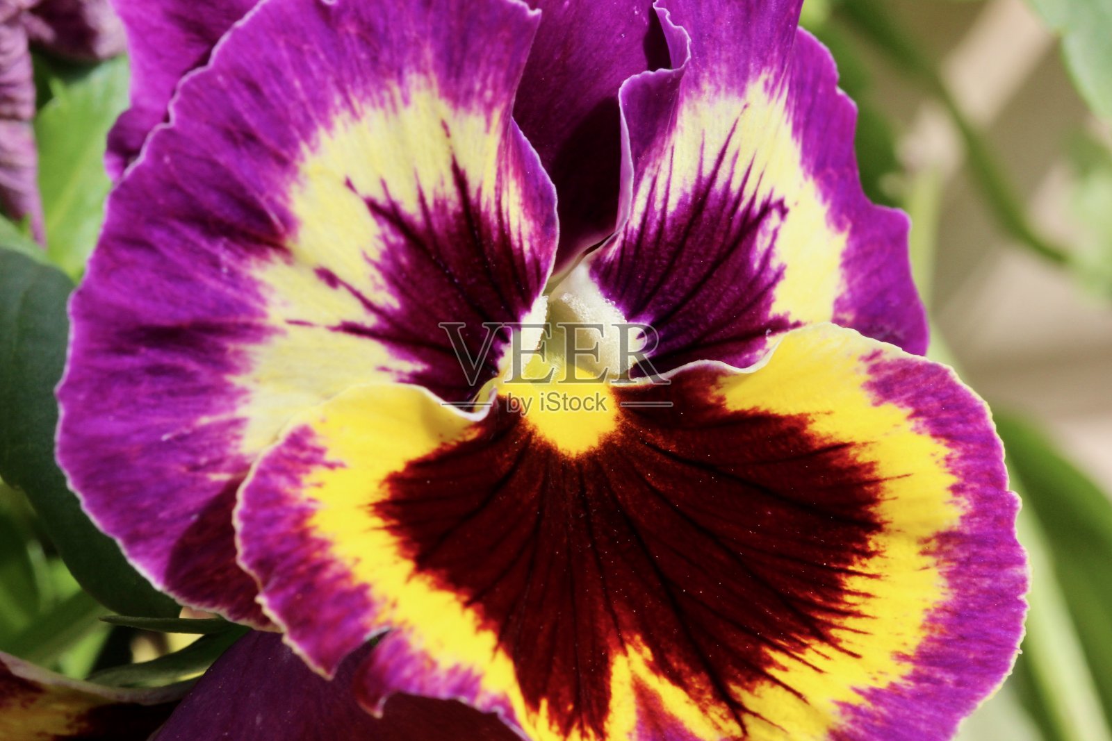 紫色和黄色三色堇花宏照片摄影图片