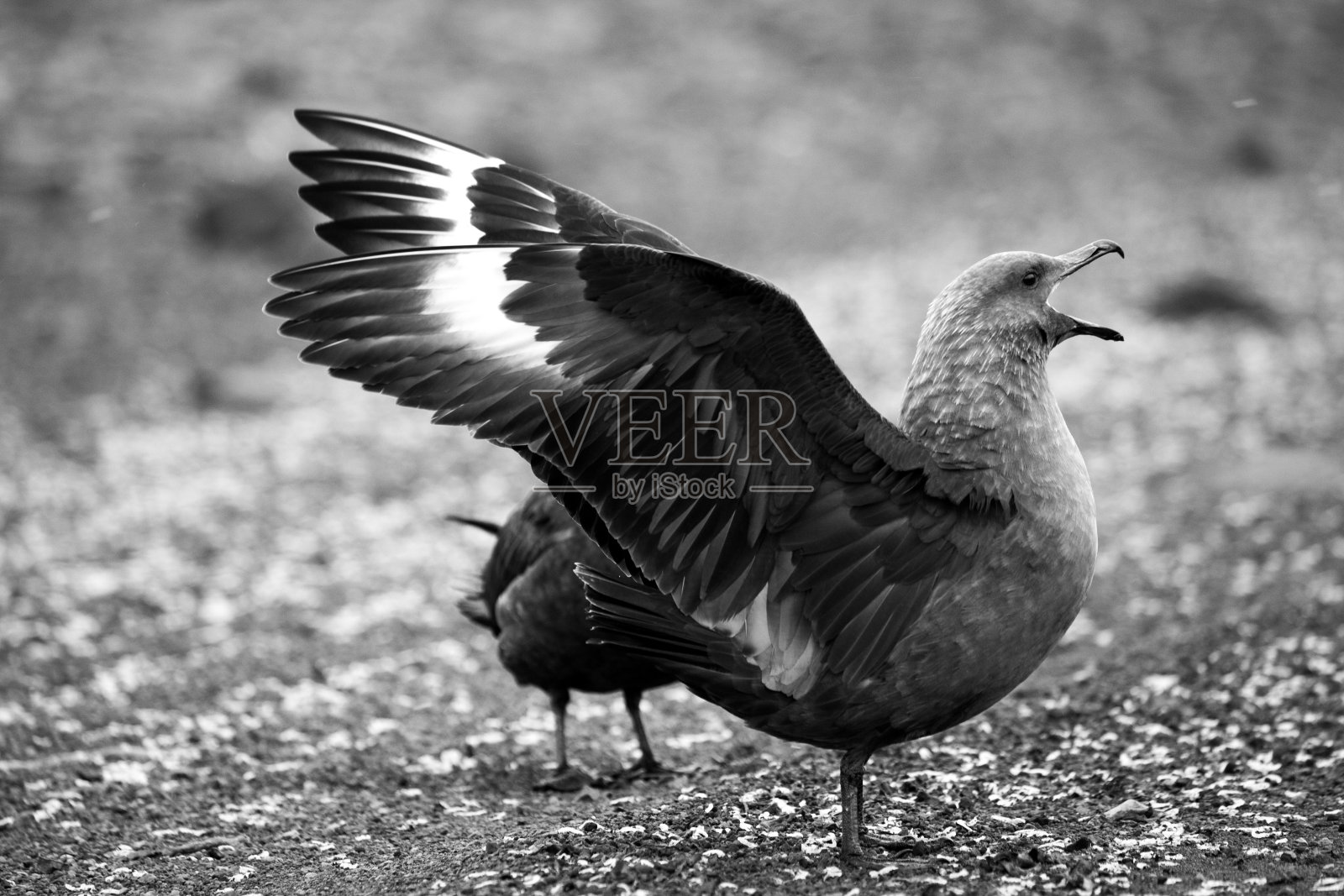 一只南极贼鸥(南极贼鸥)在南极洲的欺骗岛照片摄影图片