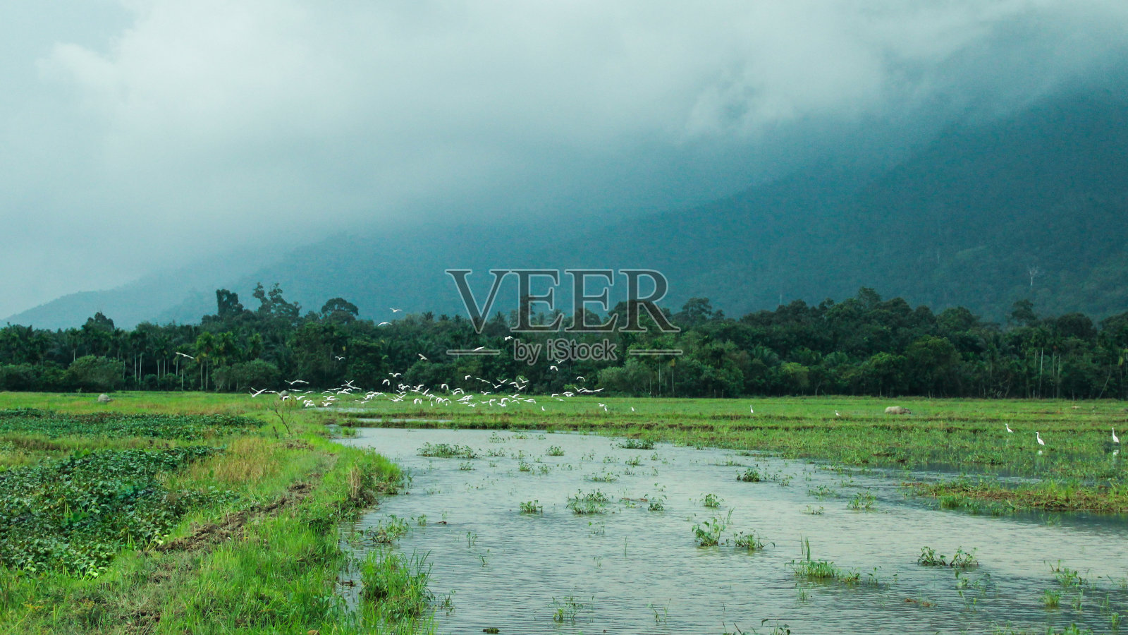 飞鹭照片摄影图片