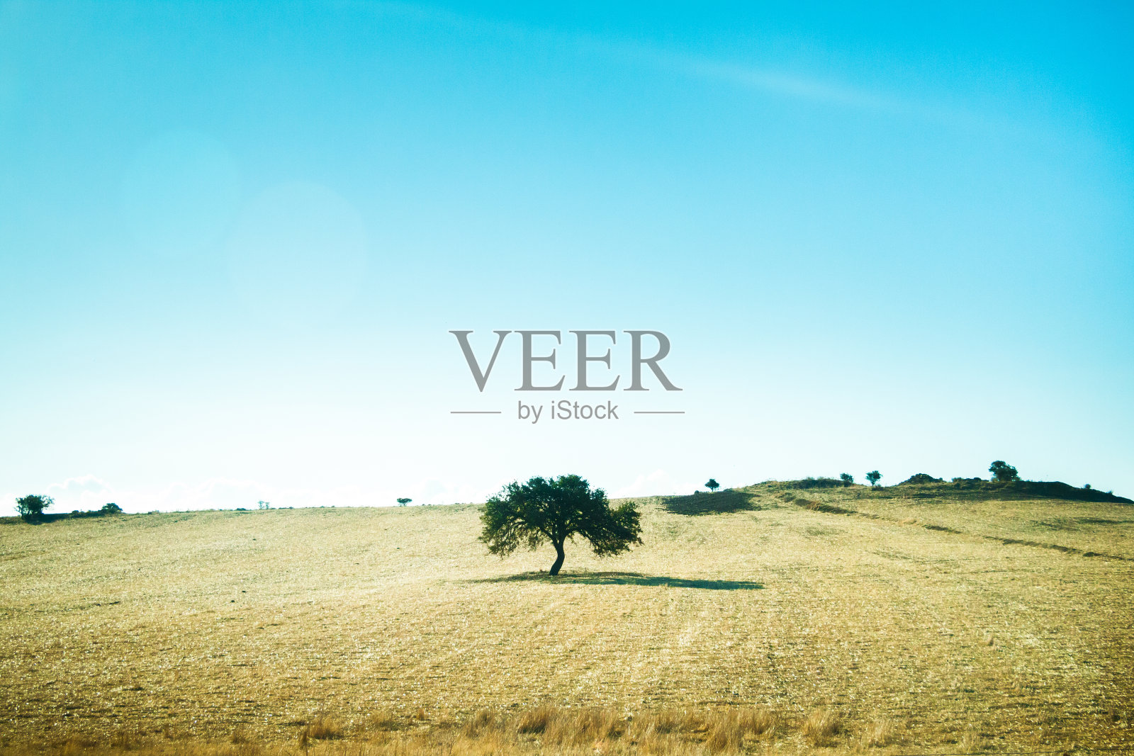 有树的田地照片摄影图片