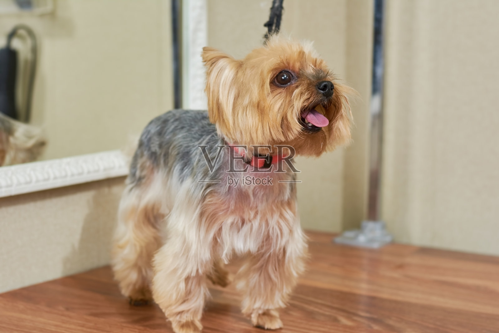 约克梗,舌头伸着。照片摄影图片