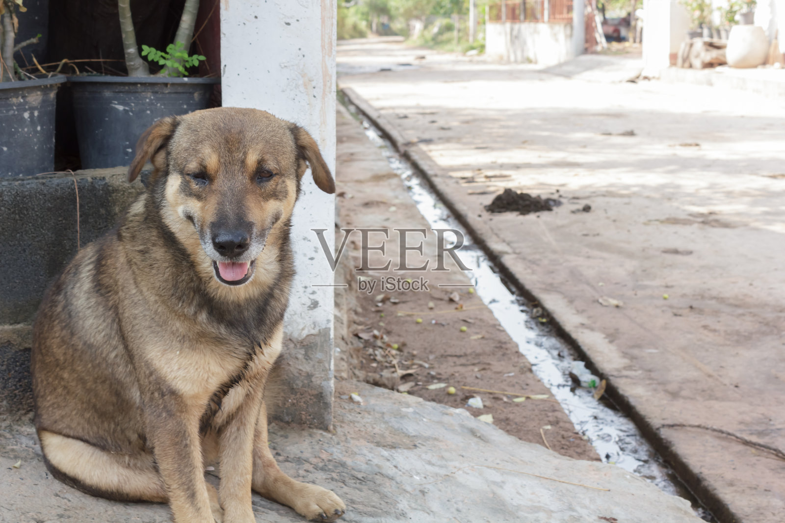 棕色的狗坐在门口。照片摄影图片