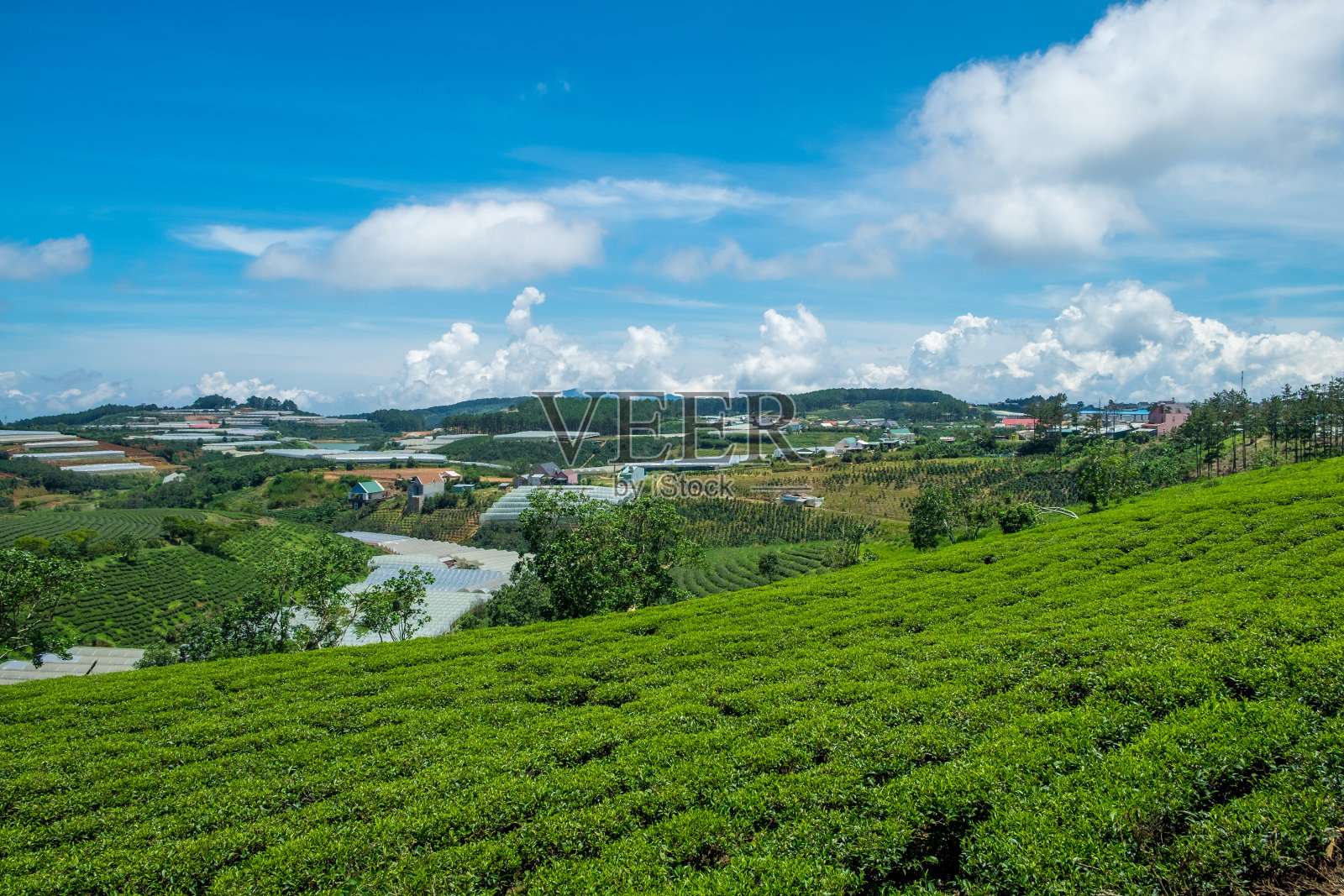 越南大叻的绿茶山。考达绿茶山距离大拉特市中心约25公里。这是游客最喜欢的地方之一照片摄影图片