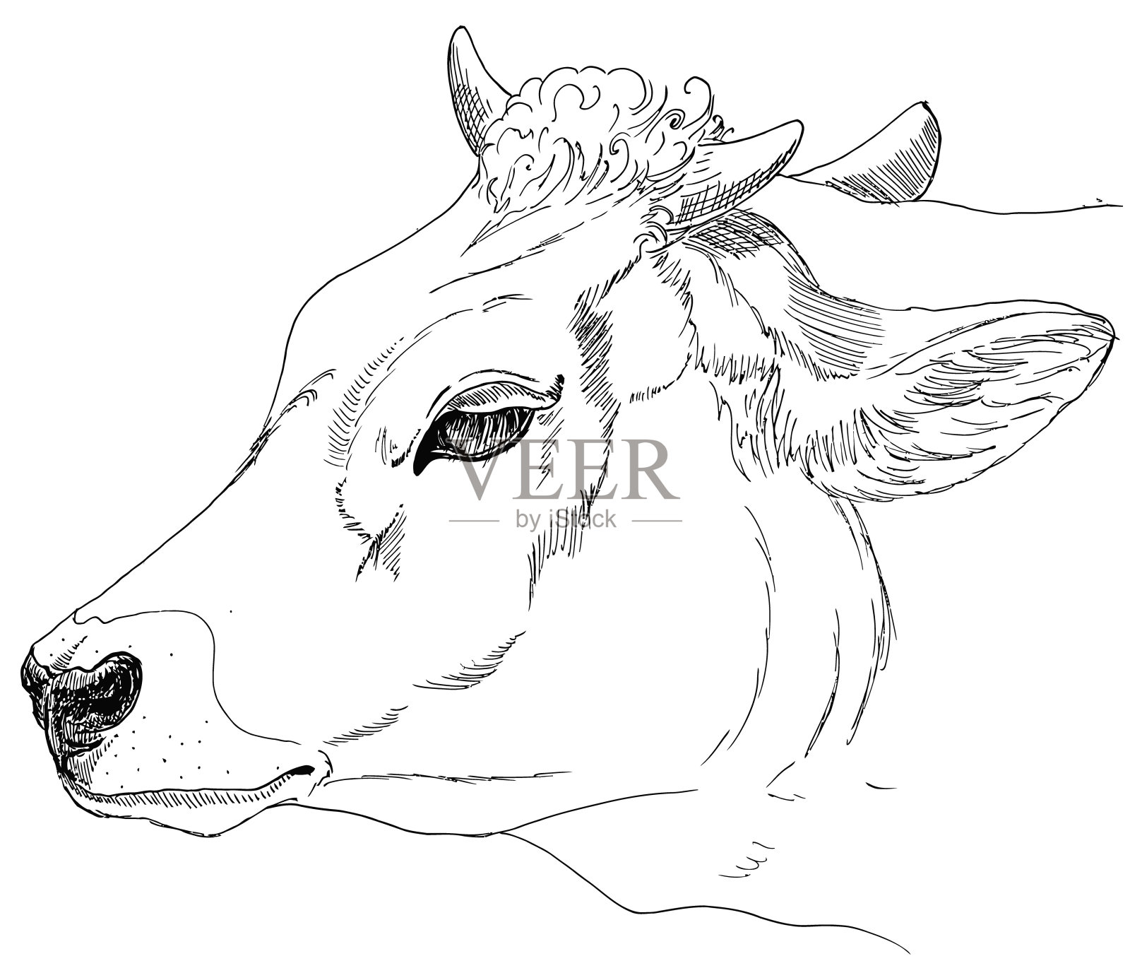 牛头。班轮的草图。徒手画。向量插画图片素材