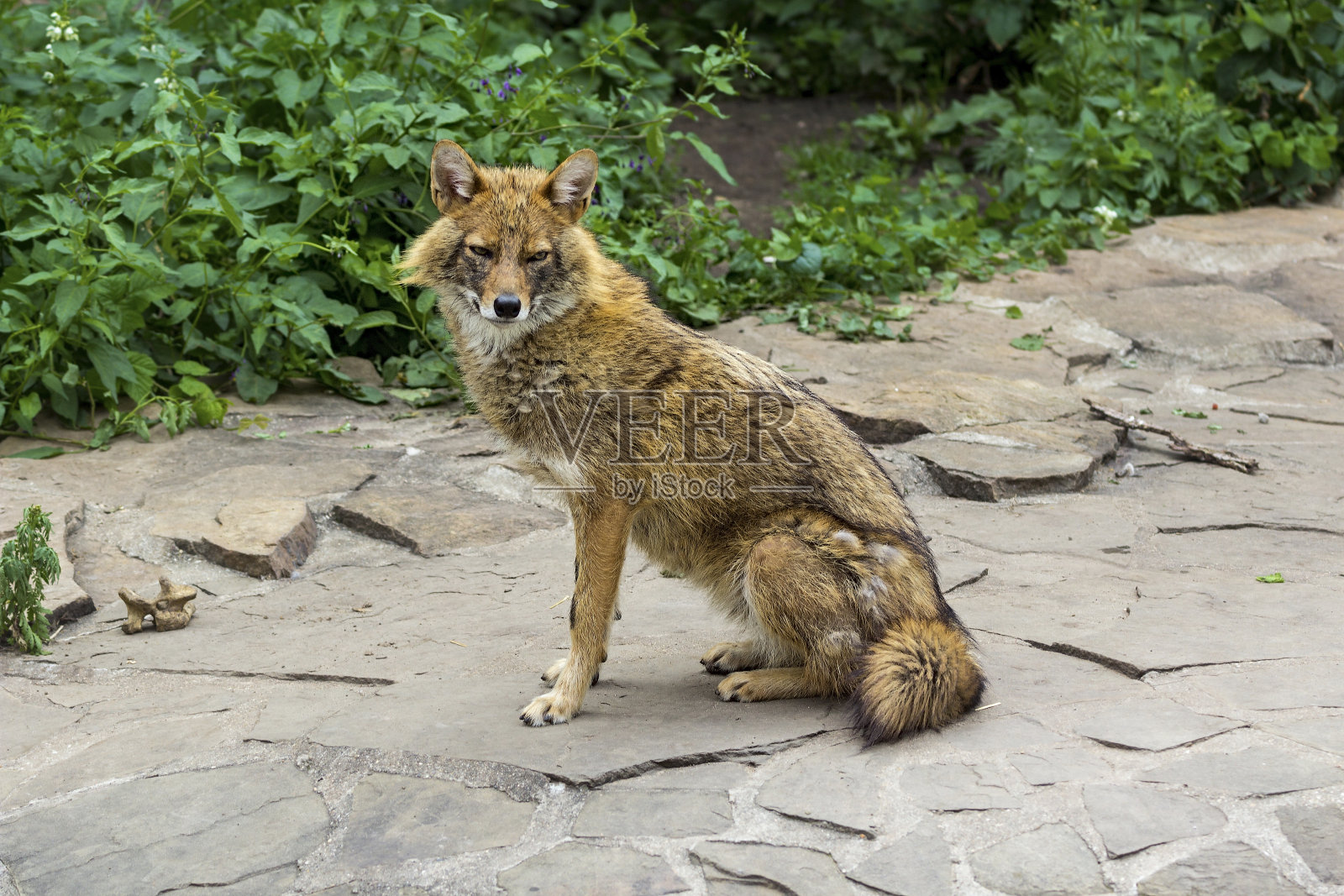 在一个炎热的夏天,金豺漫步在花园里的小径上照片摄影图片