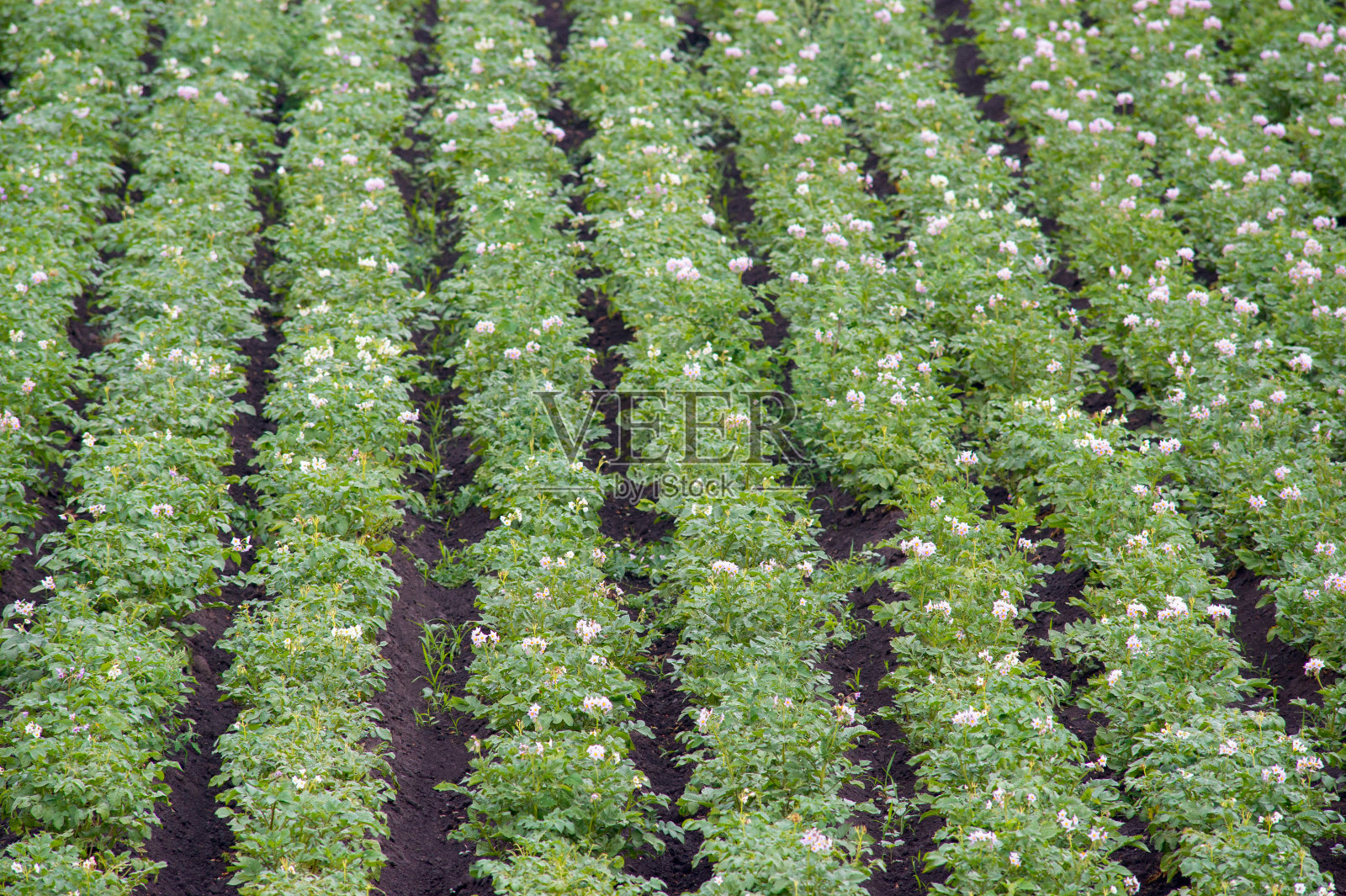 开花马铃薯田照片摄影图片