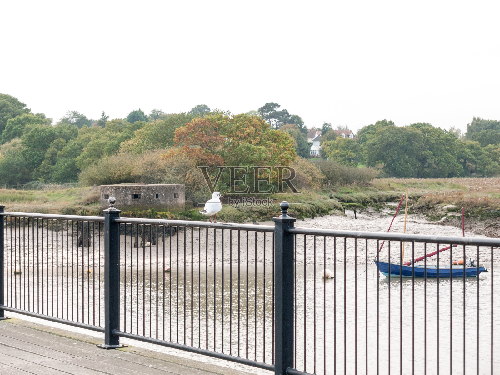 白色普通燕鸥栖息在码头码头的黑色栏杆上照片摄影图片