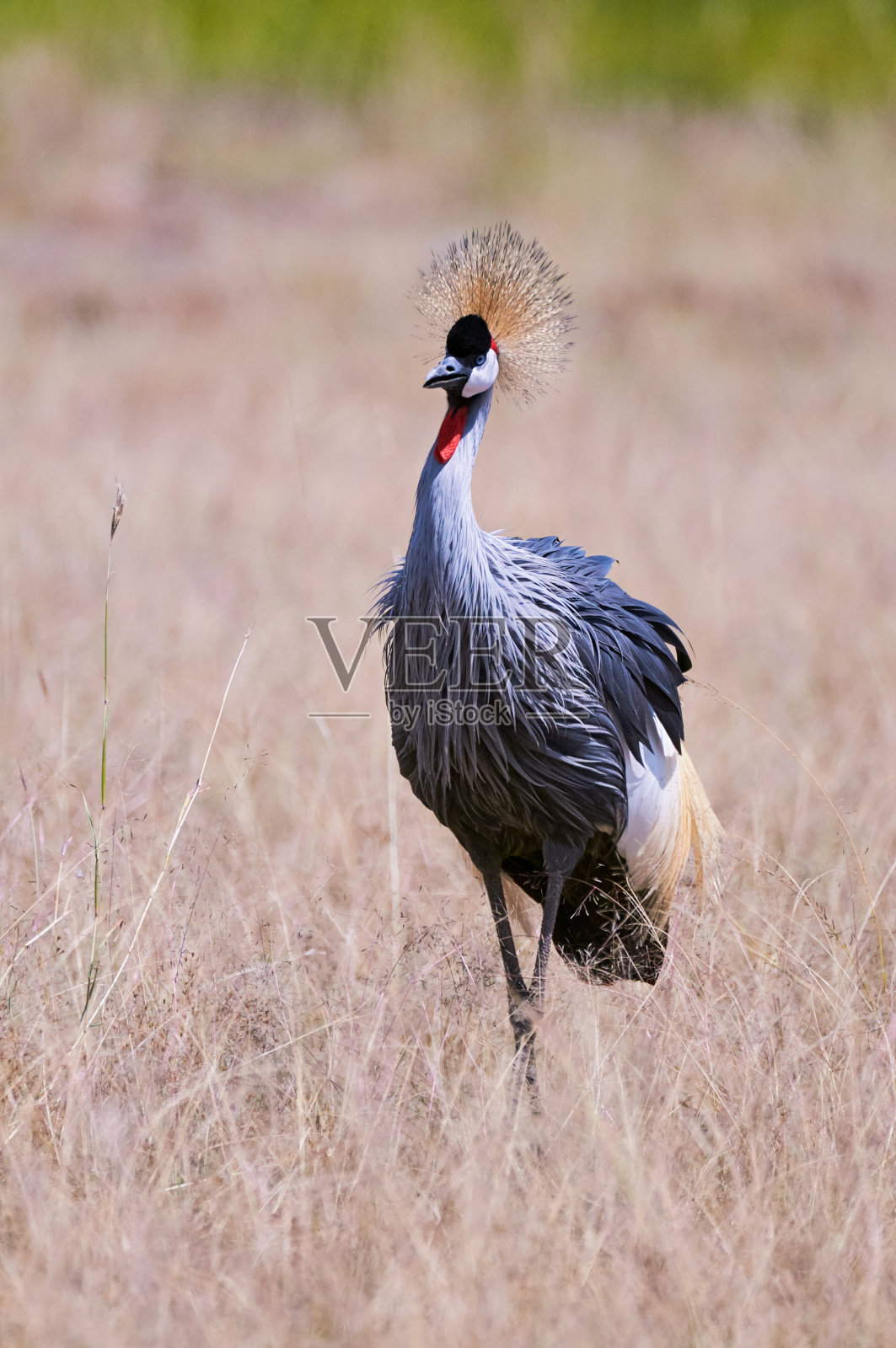 灰色加冕起重机照片摄影图片