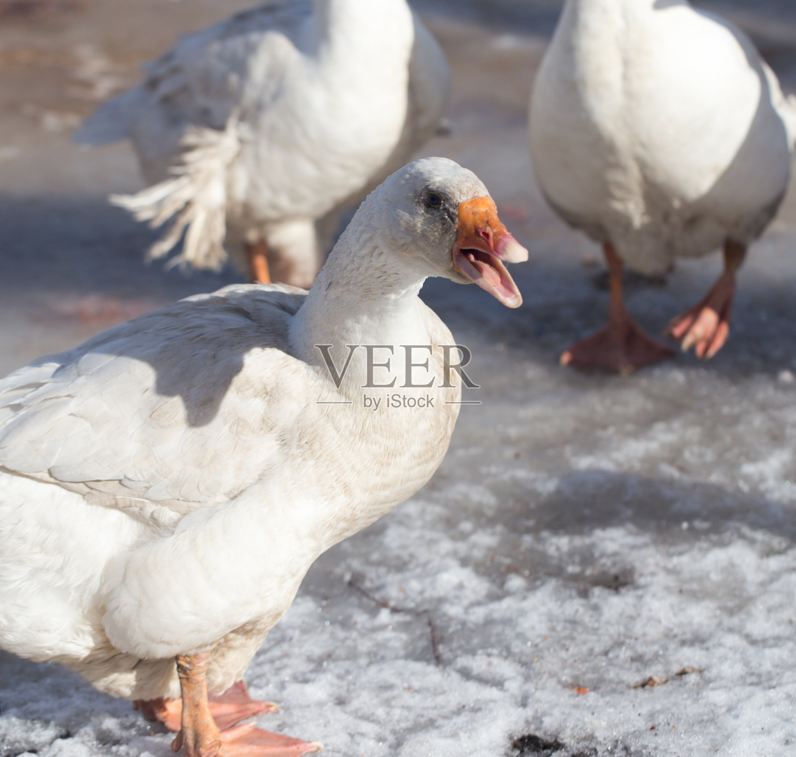 鹅冬季自然照片摄影图片