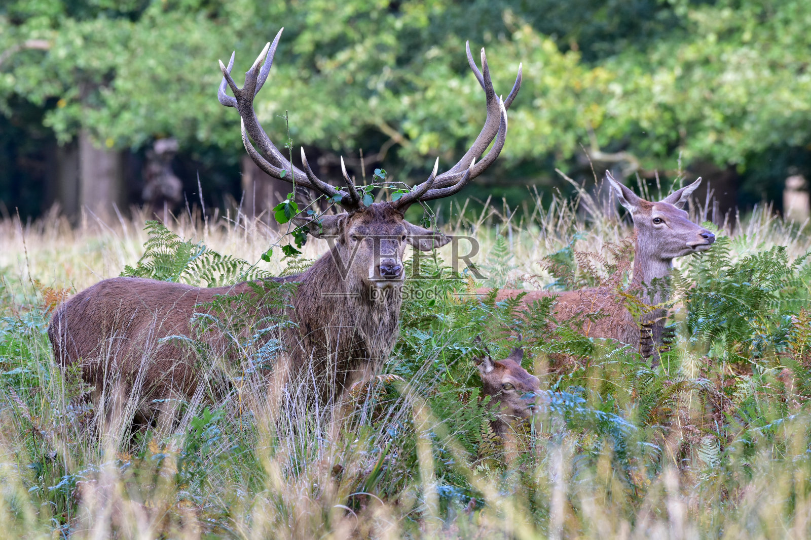 马鹿,Cervus elaphus照片摄影图片
