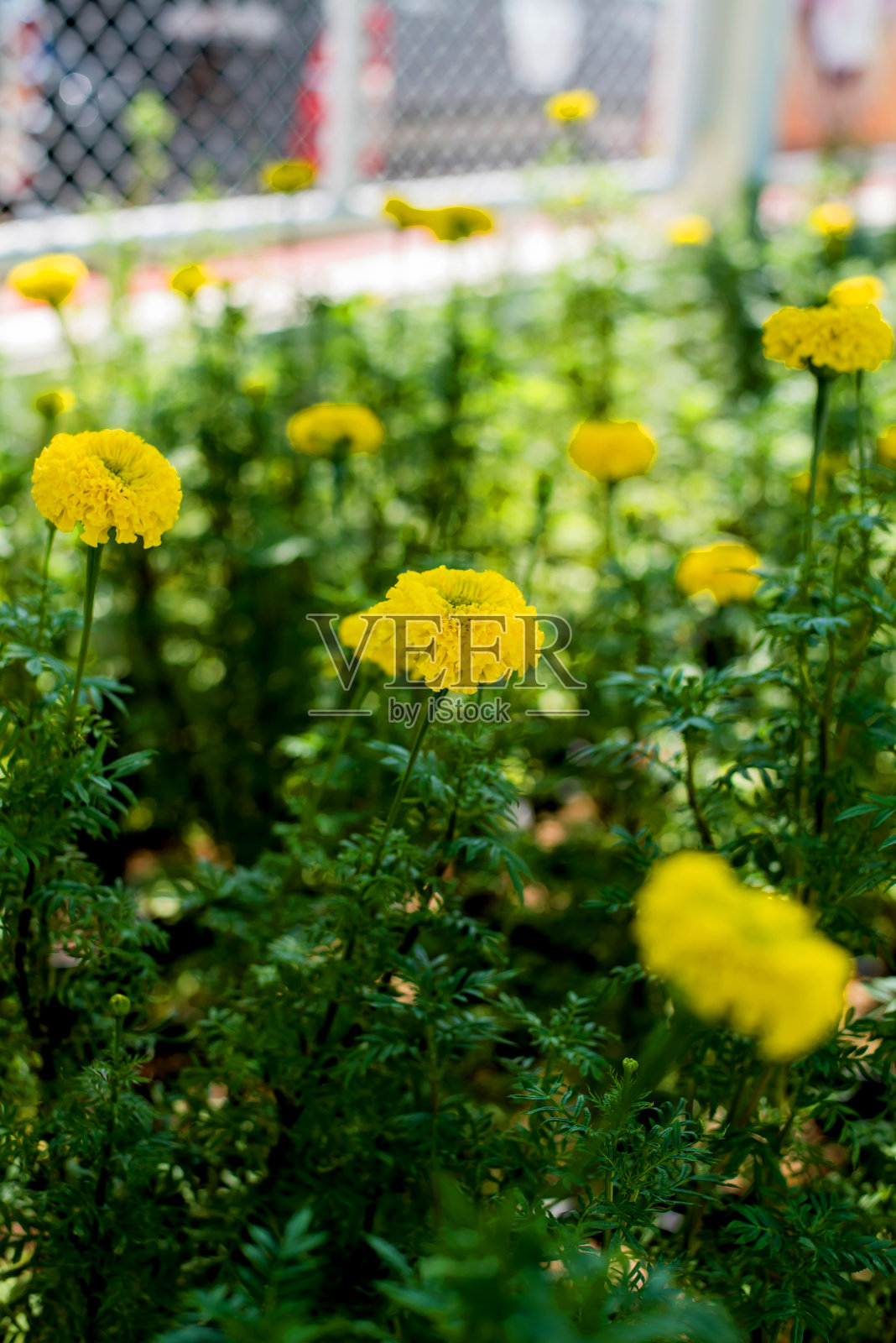 美丽的金盏花在花园里为泰国国王照片摄影图片