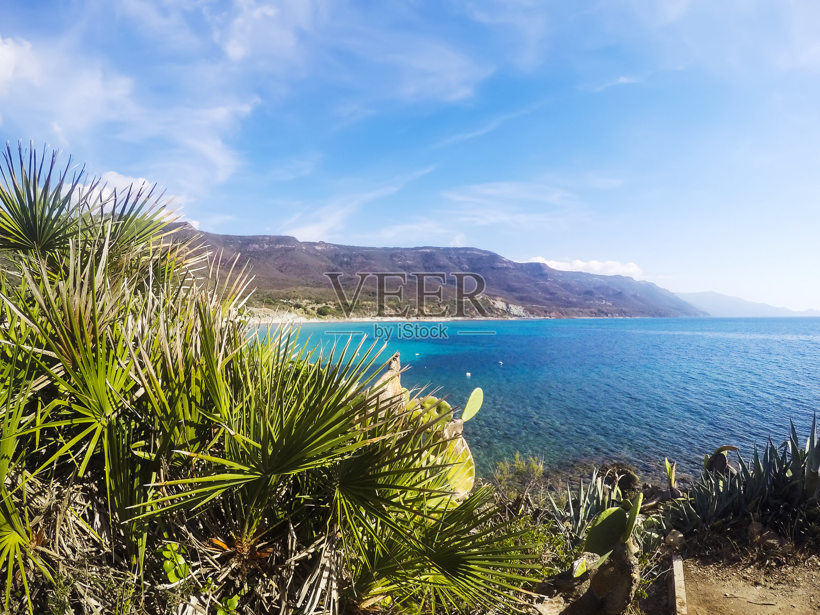 La Speranza海滩上的棕榈树照片摄影图片