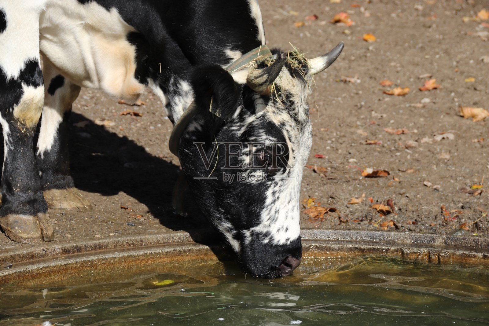 奥地利蒂罗尔州池塘边的普斯特塔尔斯普林岑牛照片摄影图片