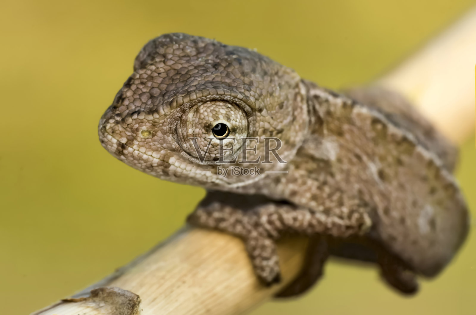 婴儿绿色变色龙照片摄影图片