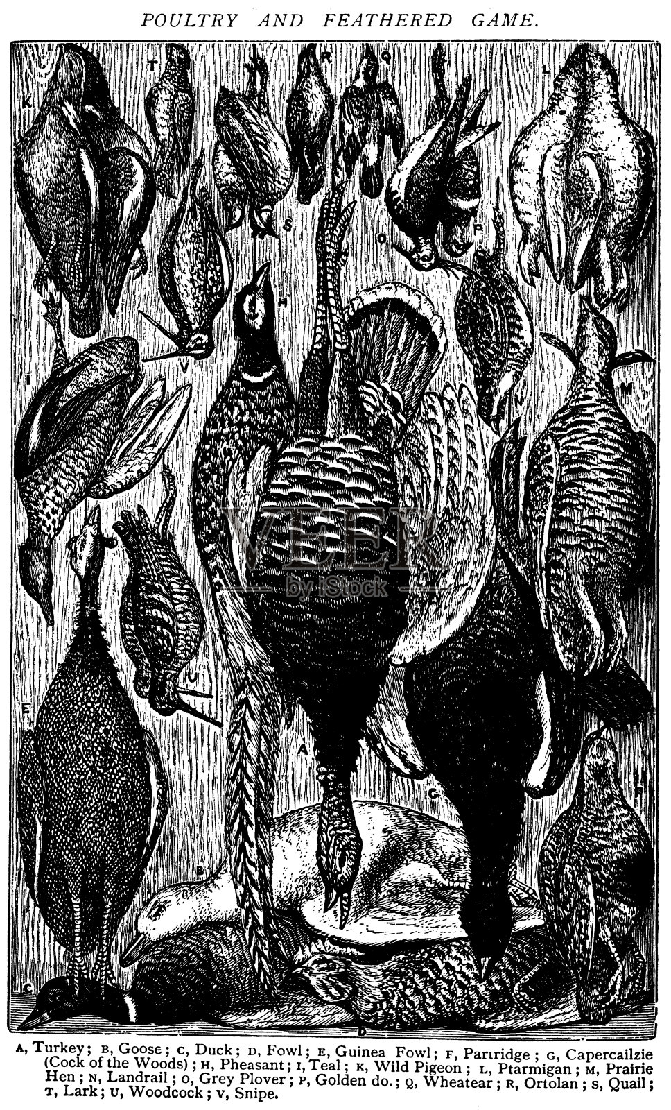 古董食谱书籍雕刻插图:家禽和猎禽插画图片素材