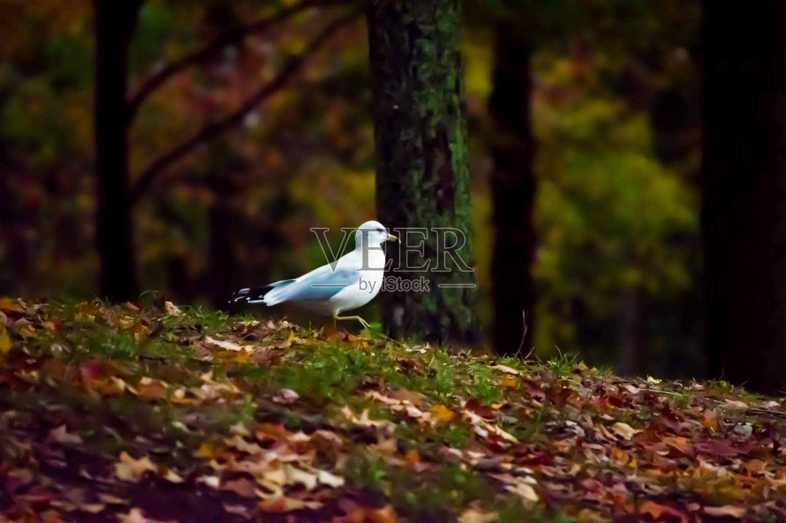 秋天森林里的海鸥照片摄影图片