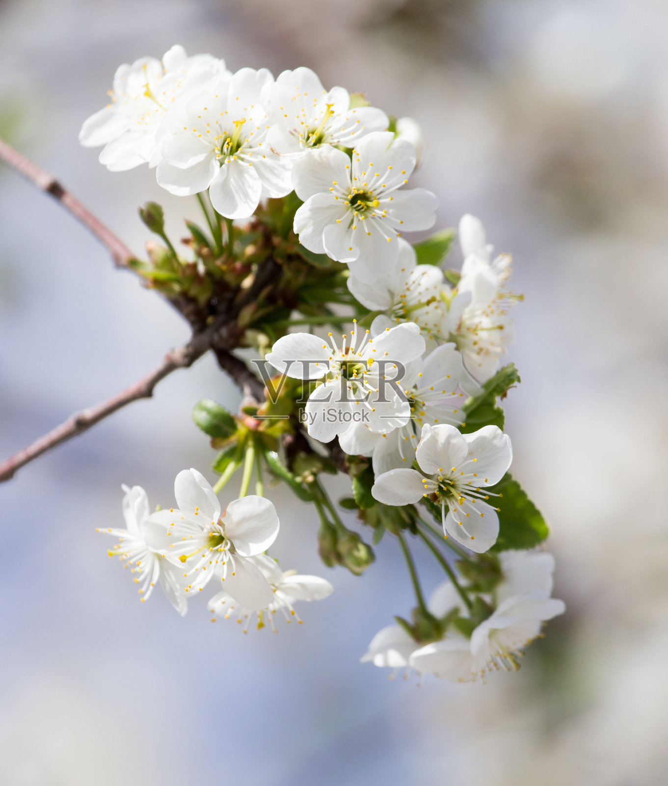 自然界的树上开着白花照片摄影图片