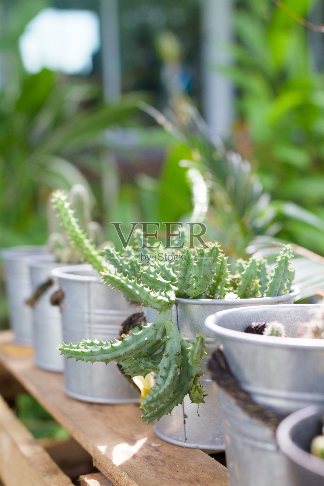 仙人掌照片摄影图片