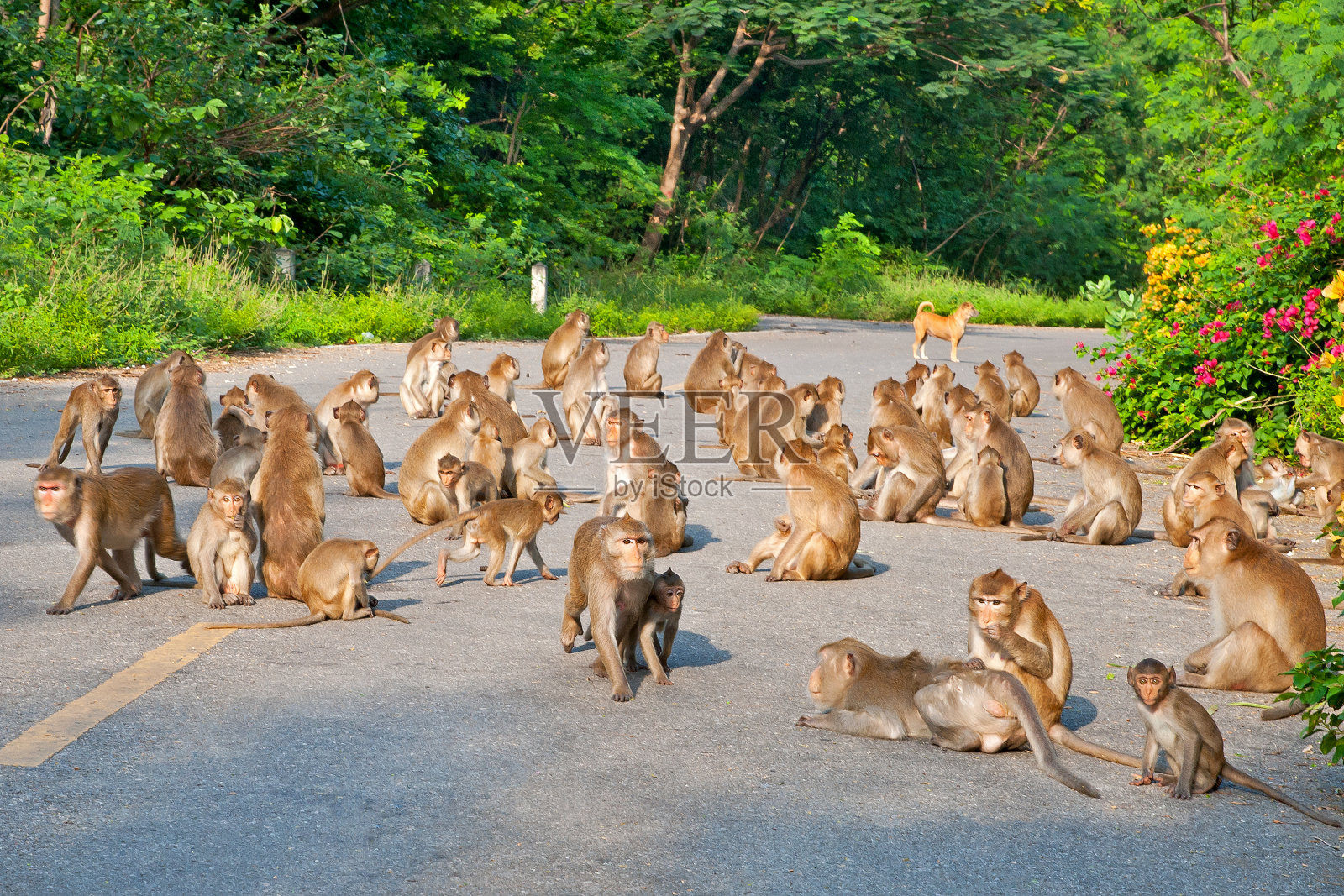 坐在猴子森林路。照片摄影图片