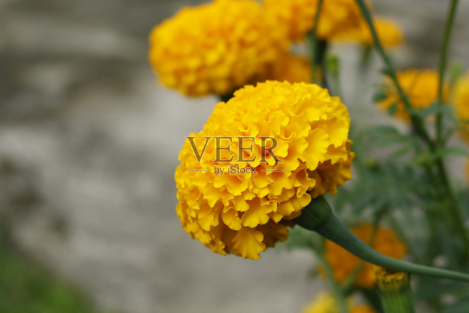 选择性聚焦和模糊的金盏花近距离拍摄。黄色的花照片摄影图片