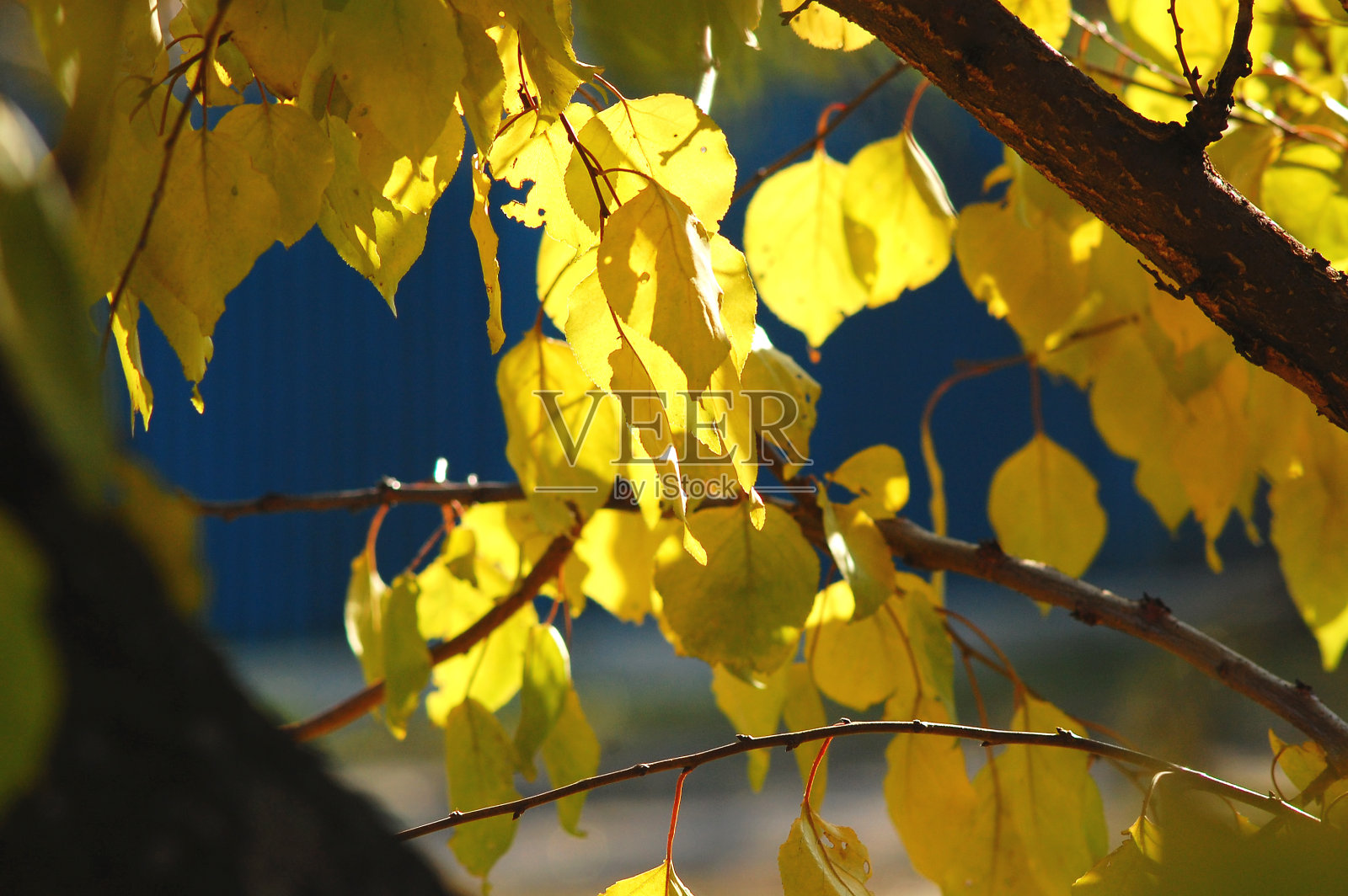 郁郁葱葱的黄色杏树叶背光柔和的阳光。温暖的天气,阳光明媚的日子,好秋天的心情。照片摄影图片